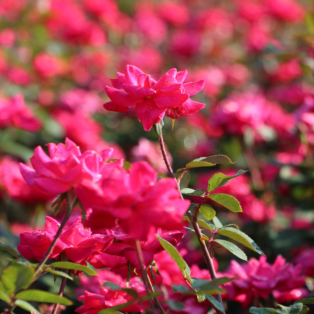 Double Pink Knock Out® Shrub