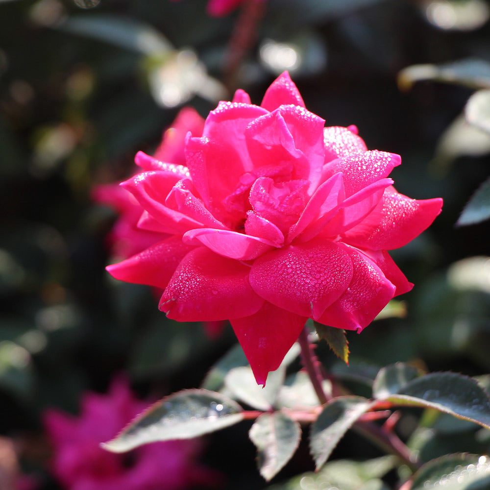 #3 - Double Pink Knock Out® Shrub