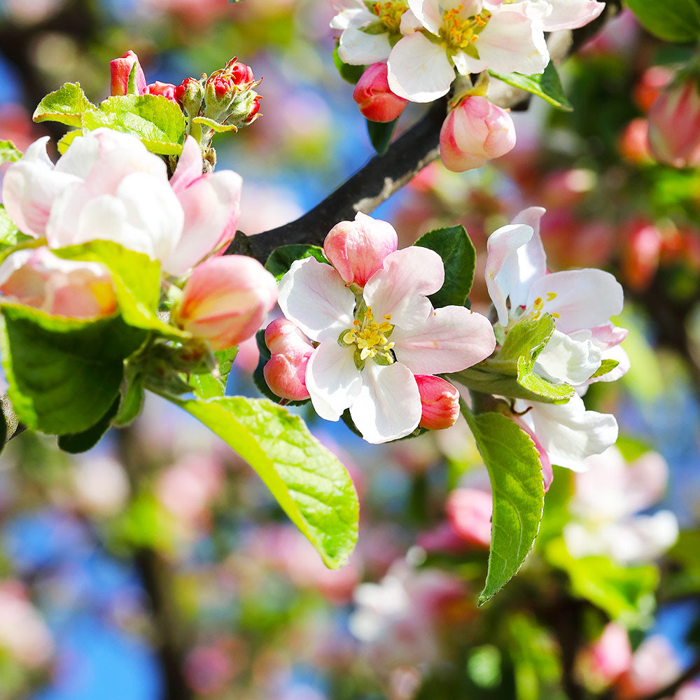 #3 - Pink Lady Apple Tree