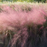 Pink Muhly Grass