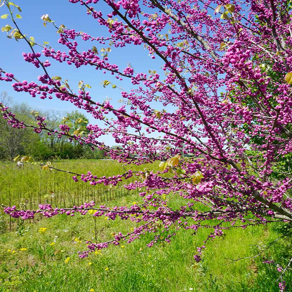 #2 - Pink Pom Poms' Redbud Tree