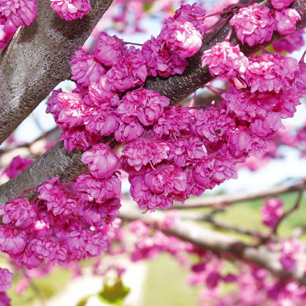 A photo of the Pink Pom Poms' Redbud Tree