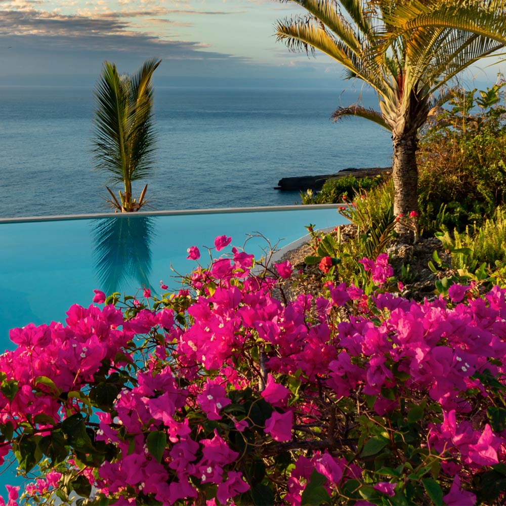 #2 - Pink Pixie Bougainvillea