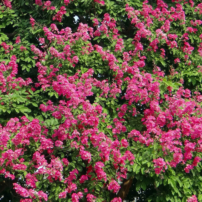 Pocomoke Crape Myrtle