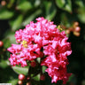 Pocomoke Crape Myrtle