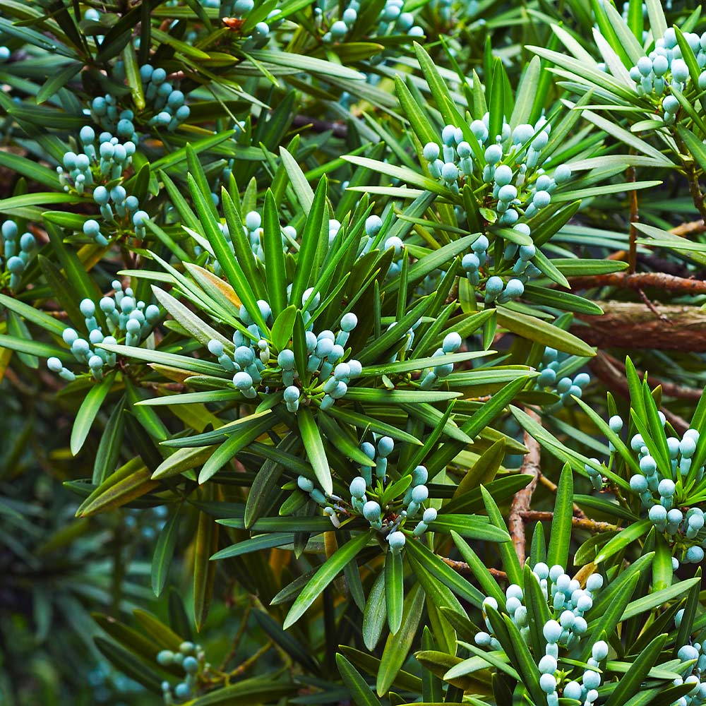 #4 - Yew Podocarpus
