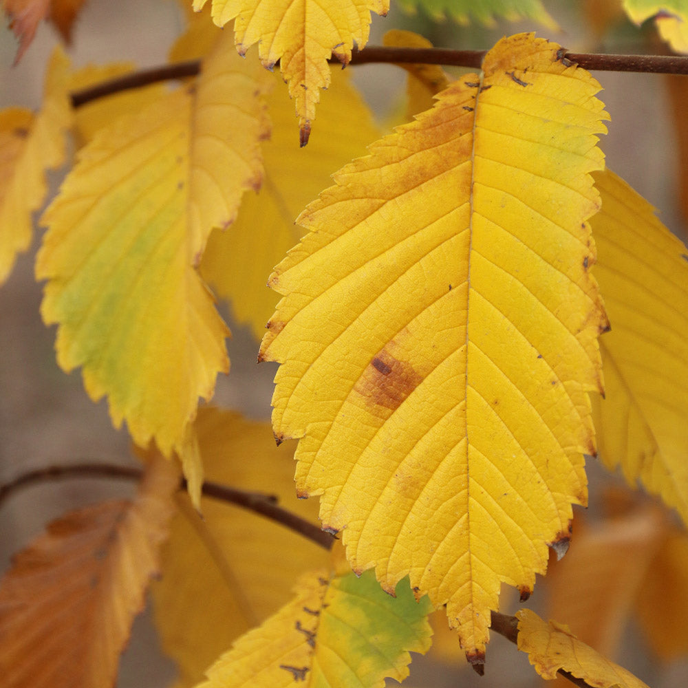 #3 - Prairie Expedition® Elm Tree