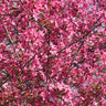 Prairifire Crabapple Tree