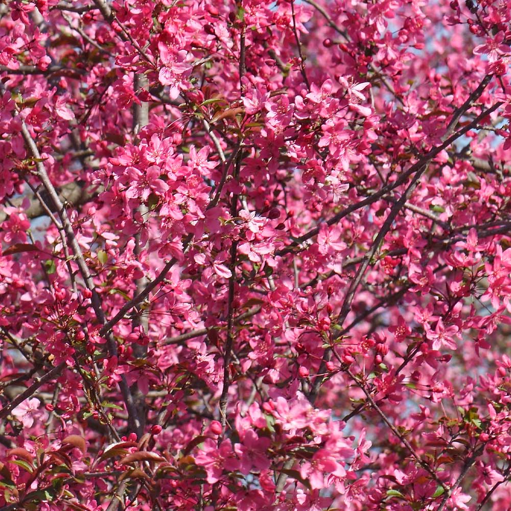 #2 - Prairifire Crabapple Tree
