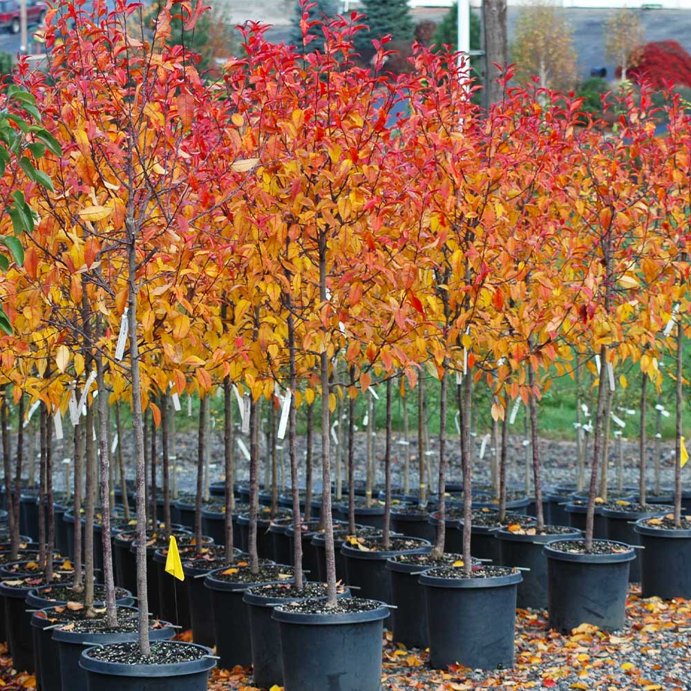 #3 - Prairifire Crabapple Tree