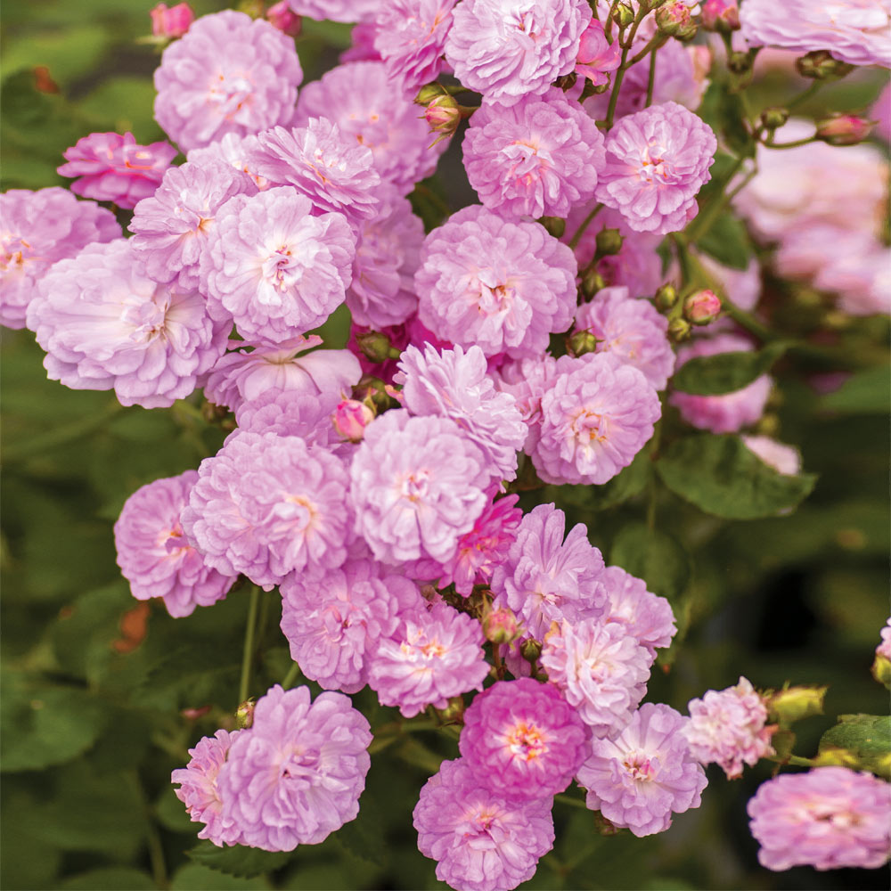 #2 - Pretty Polly® Lavender Rose