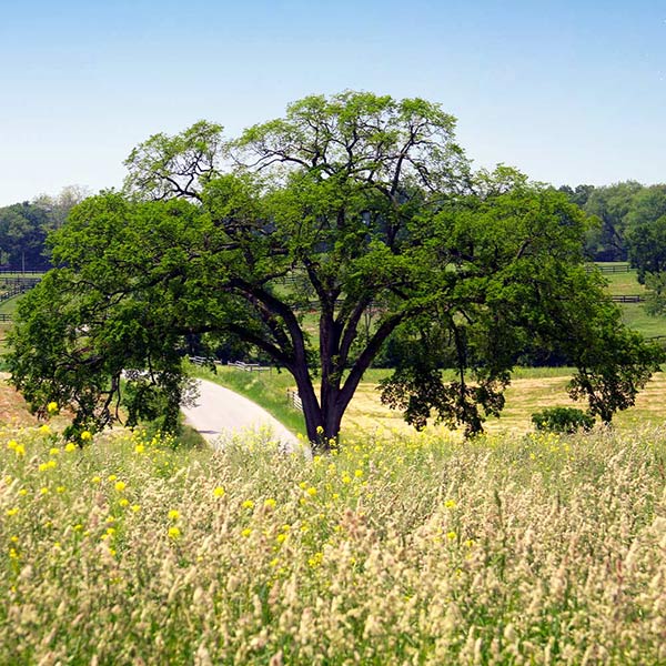 A photo of the Princeton American Elm Tree