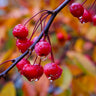 Profusion Crabapple Tree