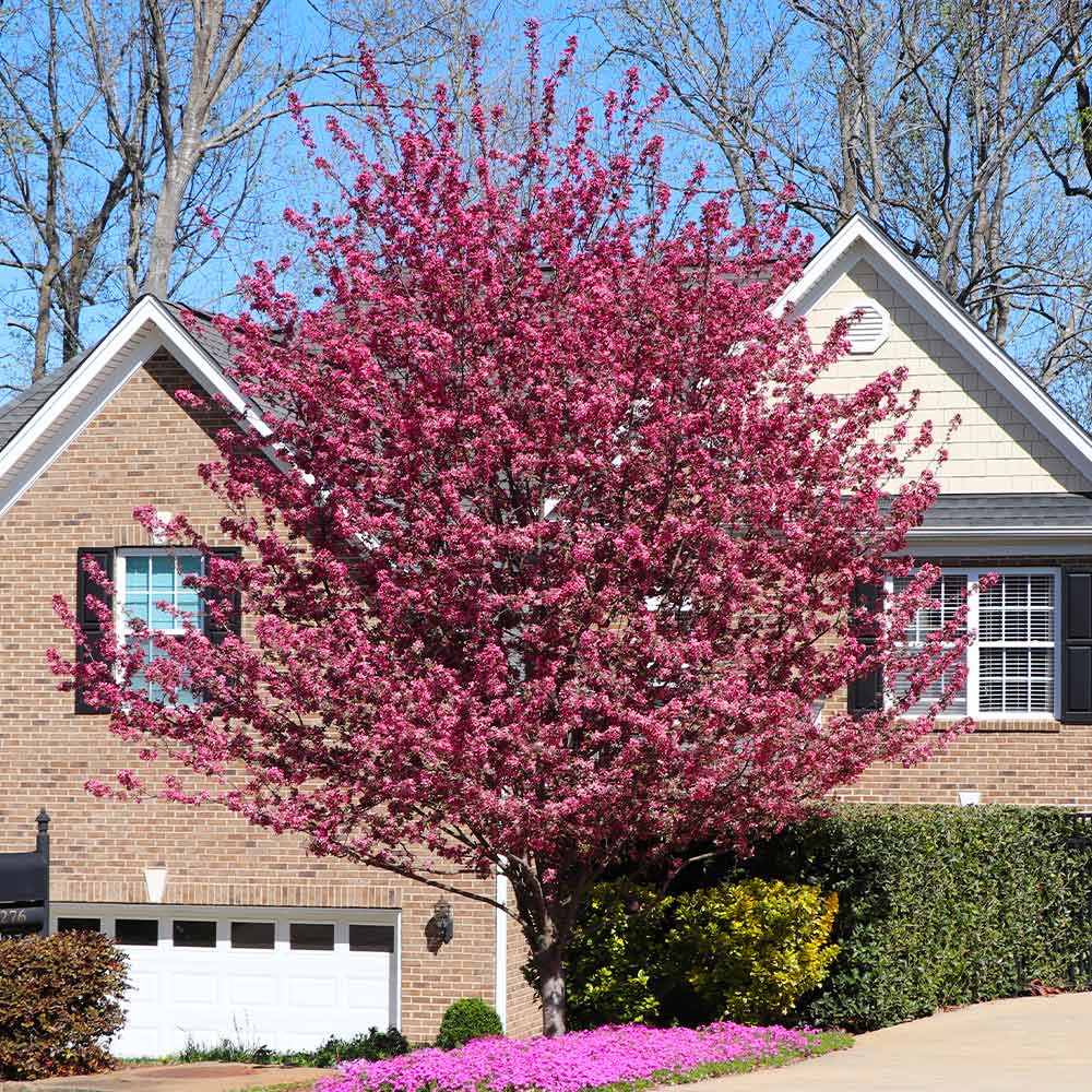 #4 - Profusion Crabapple Tree