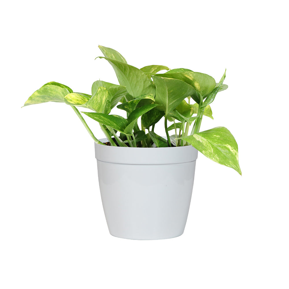 #5 - Golden Pothos Plant