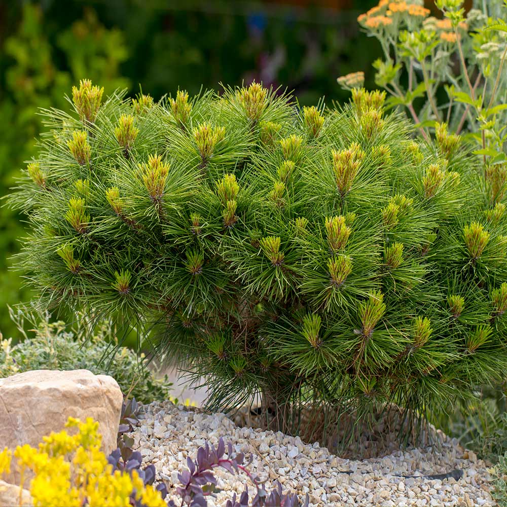 A photo of the Dwarf Mugo Pine