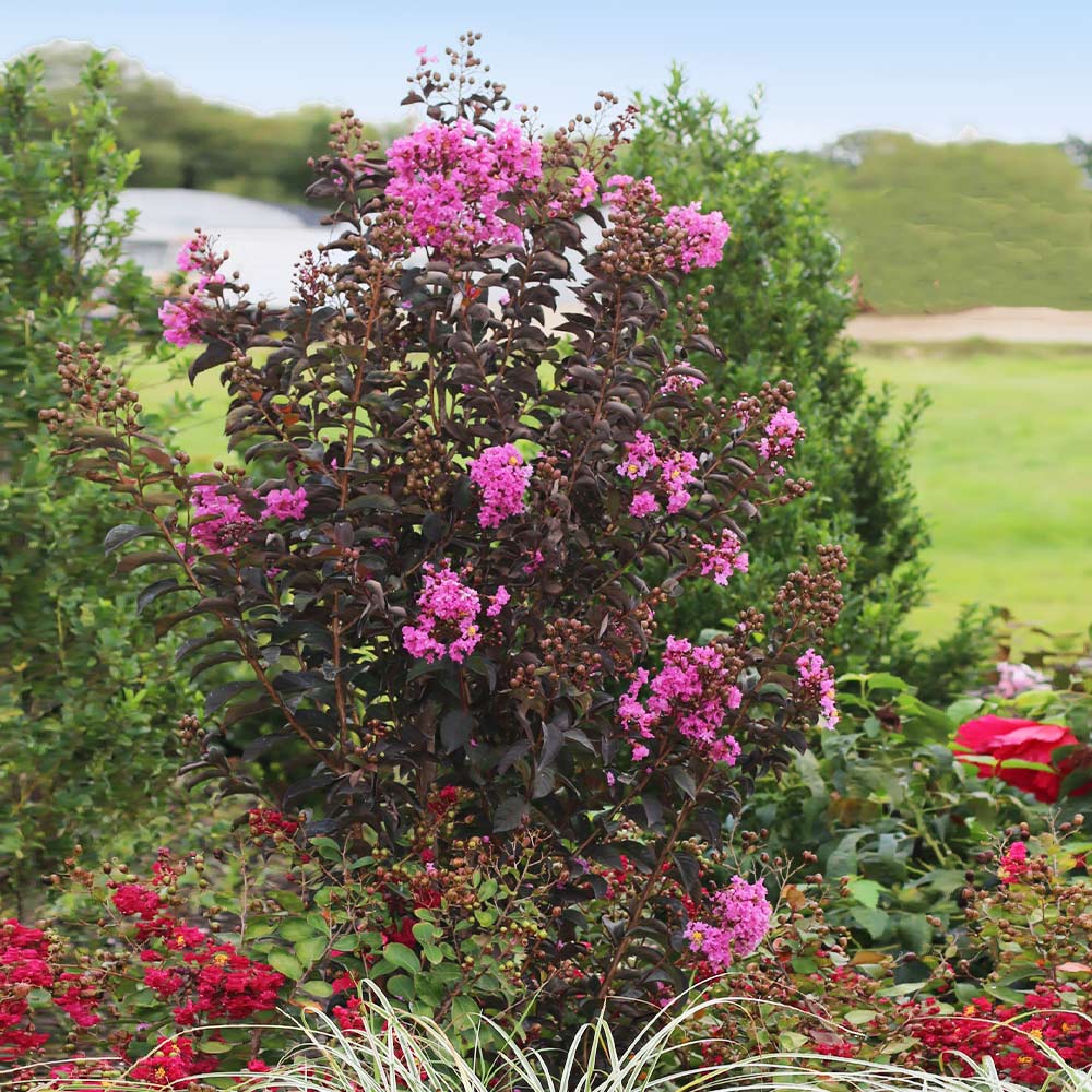 Black Diamond® Purely Purple™ Crape Myrtle Tree