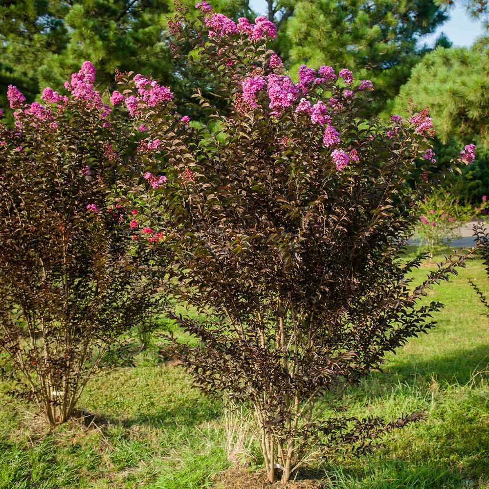 #3 - Black Diamond® Purely Purple™ Crape Myrtle Tree