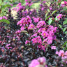 Black Diamond® Purely Purple™ Crape Myrtle Tree