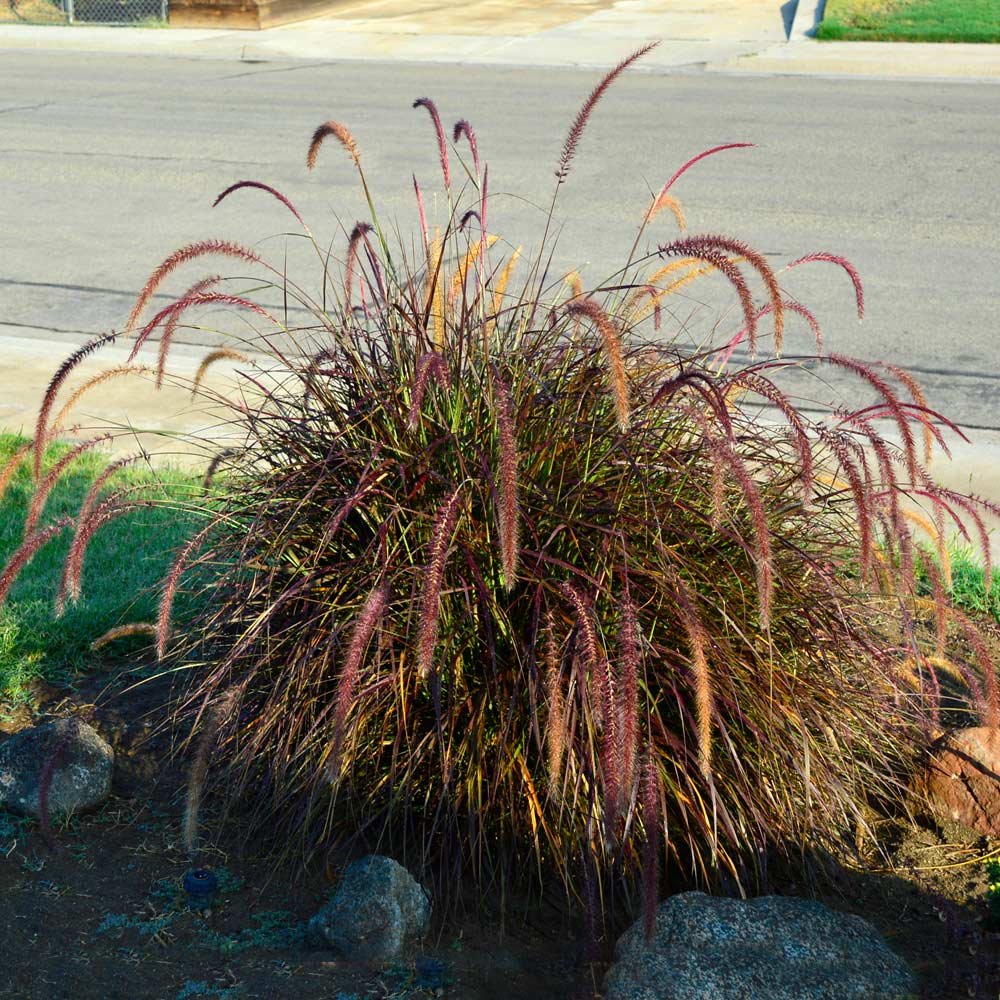 #2 - Purple Fountain Grass