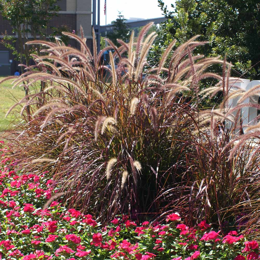 #1 - Purple Fountain Grass