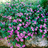 Purple Lantana