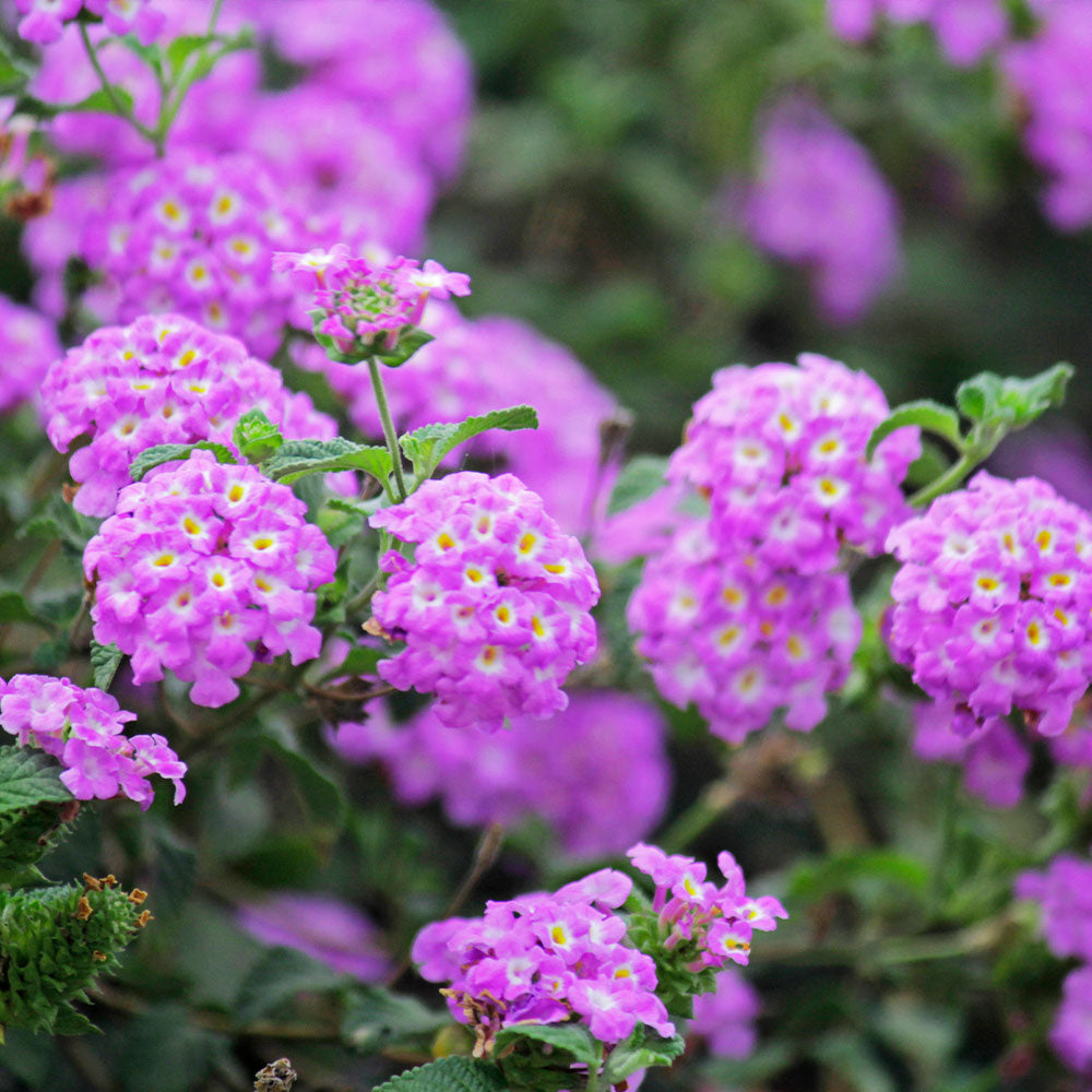 Purple Lantana