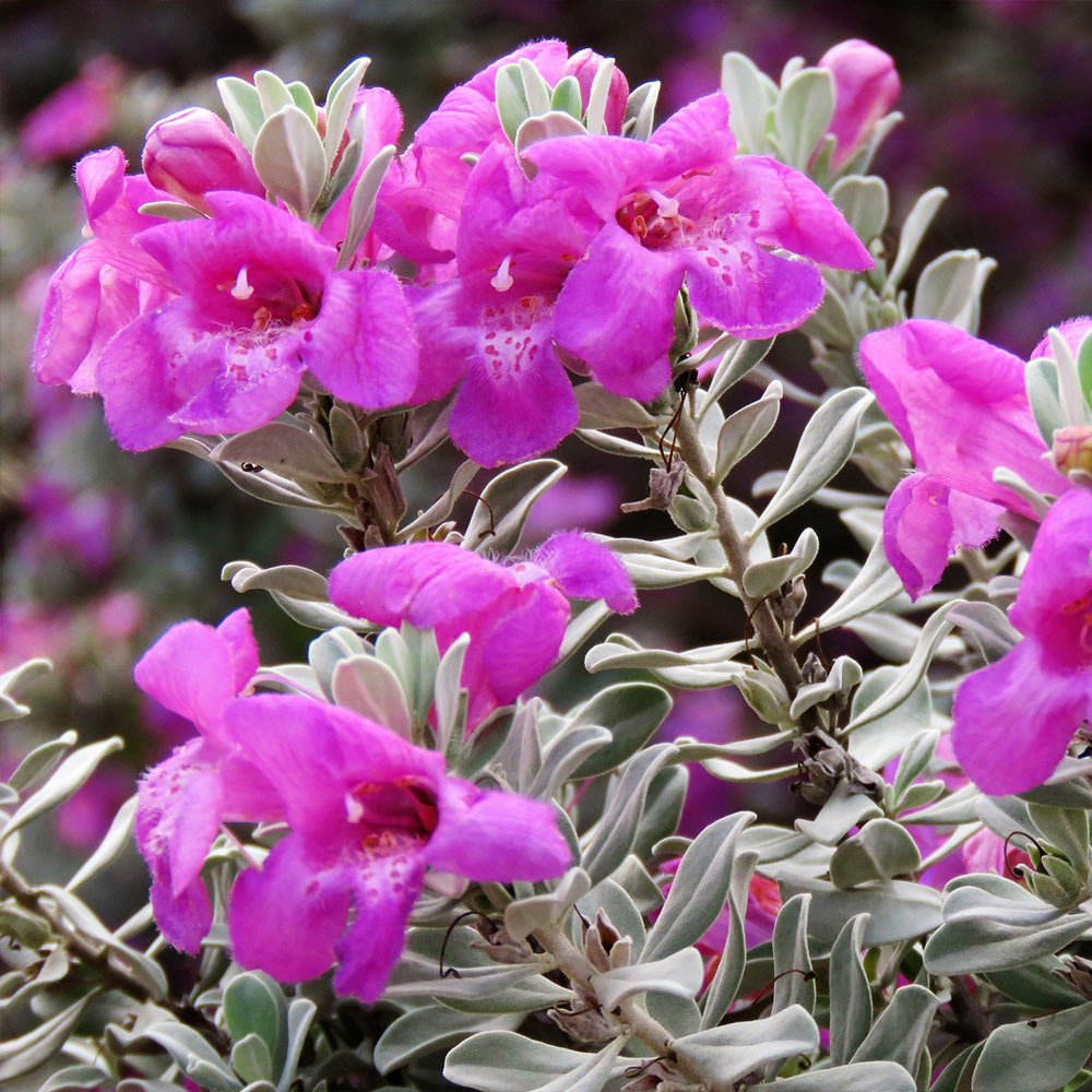 Purple Rain Texas Sage