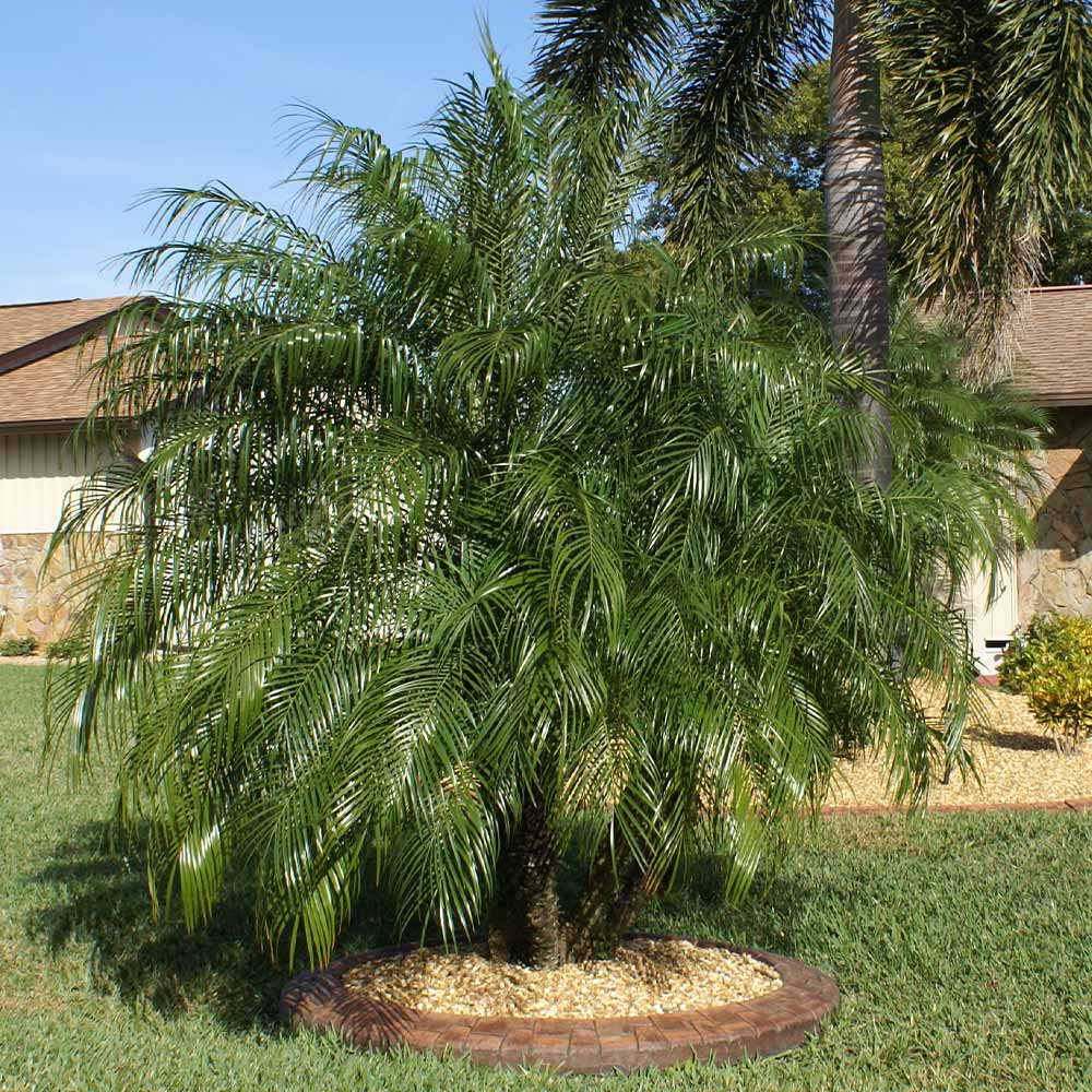 A photo of the Pygmy Date Palm Tree