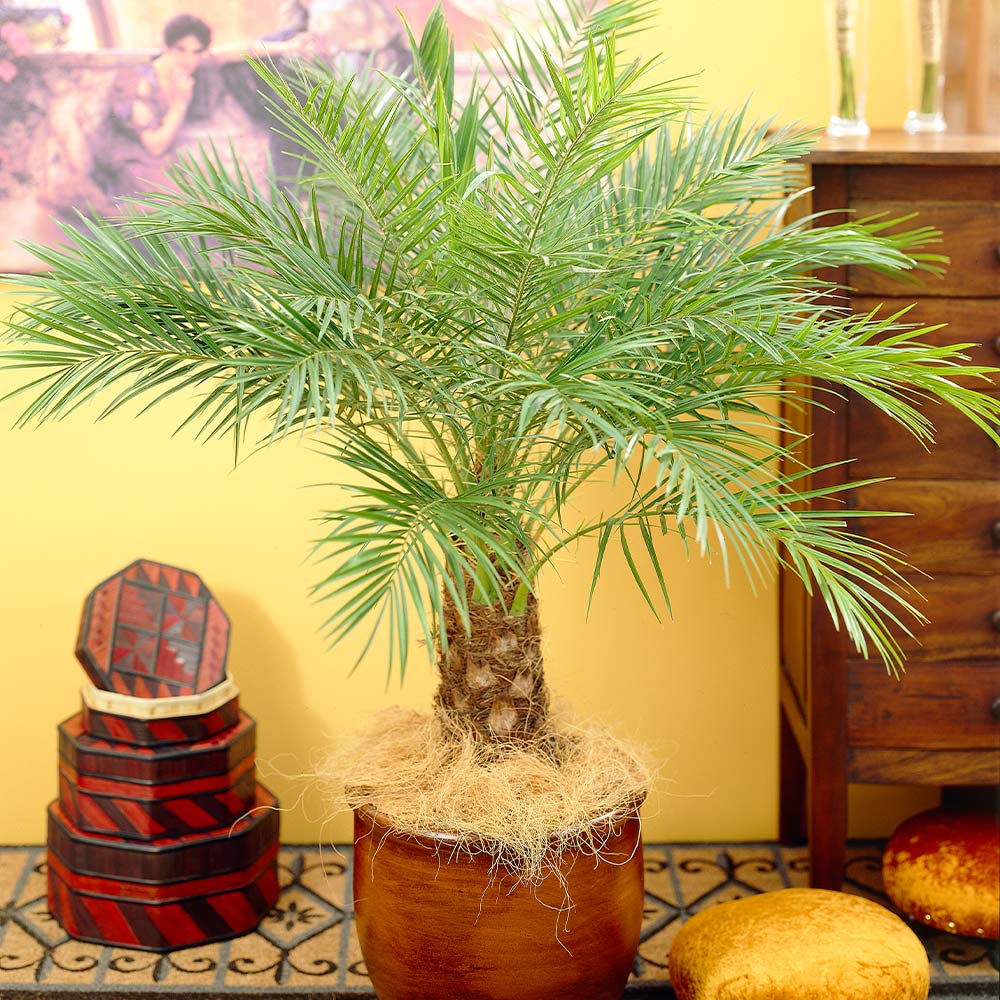 #2 - Pygmy Date Palm Tree