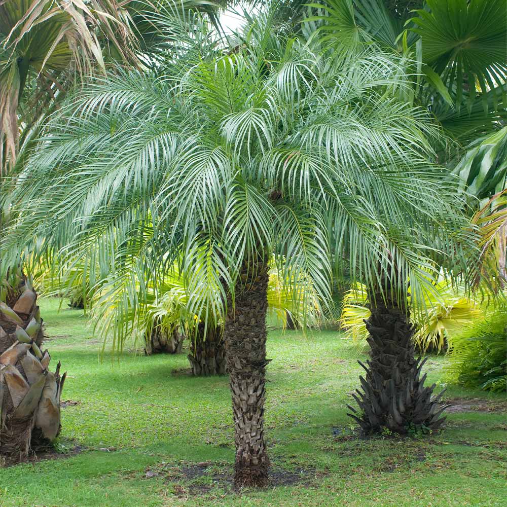 #3 - Pygmy Date Palm Tree