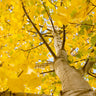 Quaking Aspen Tree