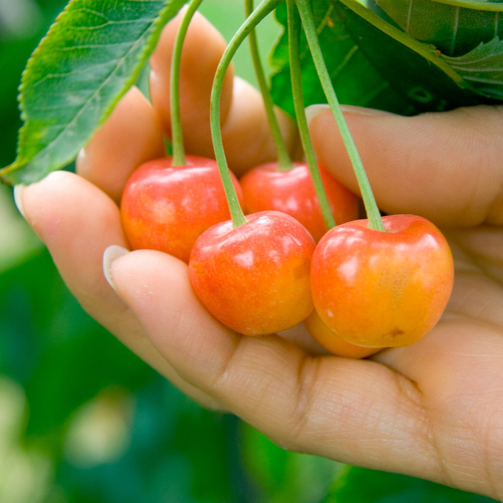 A photo of the Rainier Cherry Tree