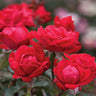 Double Knock Out® Rose