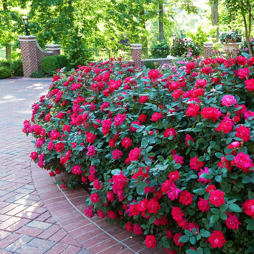 A photo of the Double Knock Out® Rose
