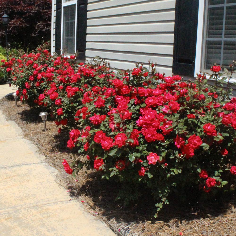 #4 - Double Knock Out® Rose