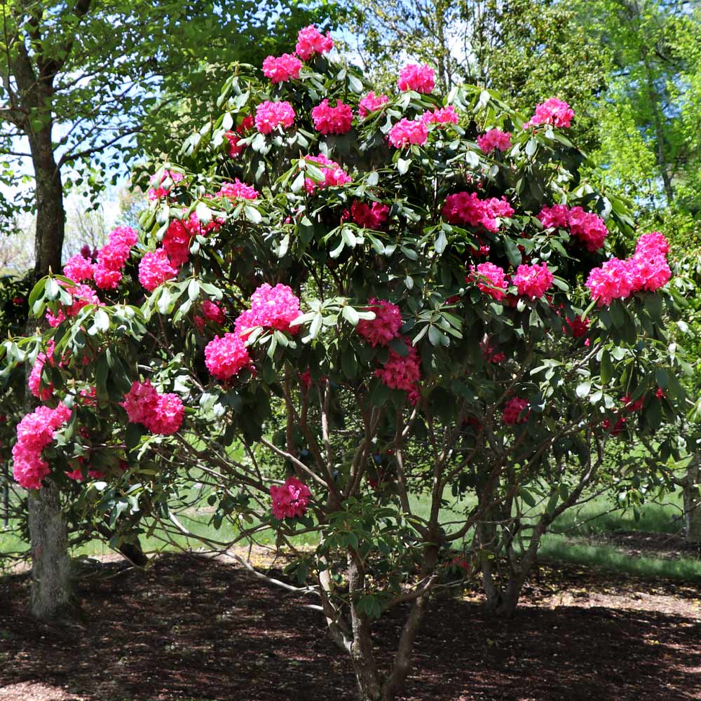 #3 - Red Rhododendron Shrub