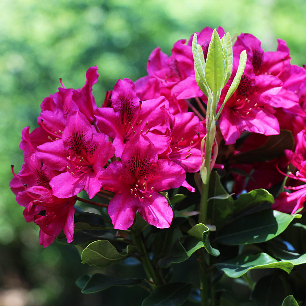 A photo of the Red Rhododendron Shrub