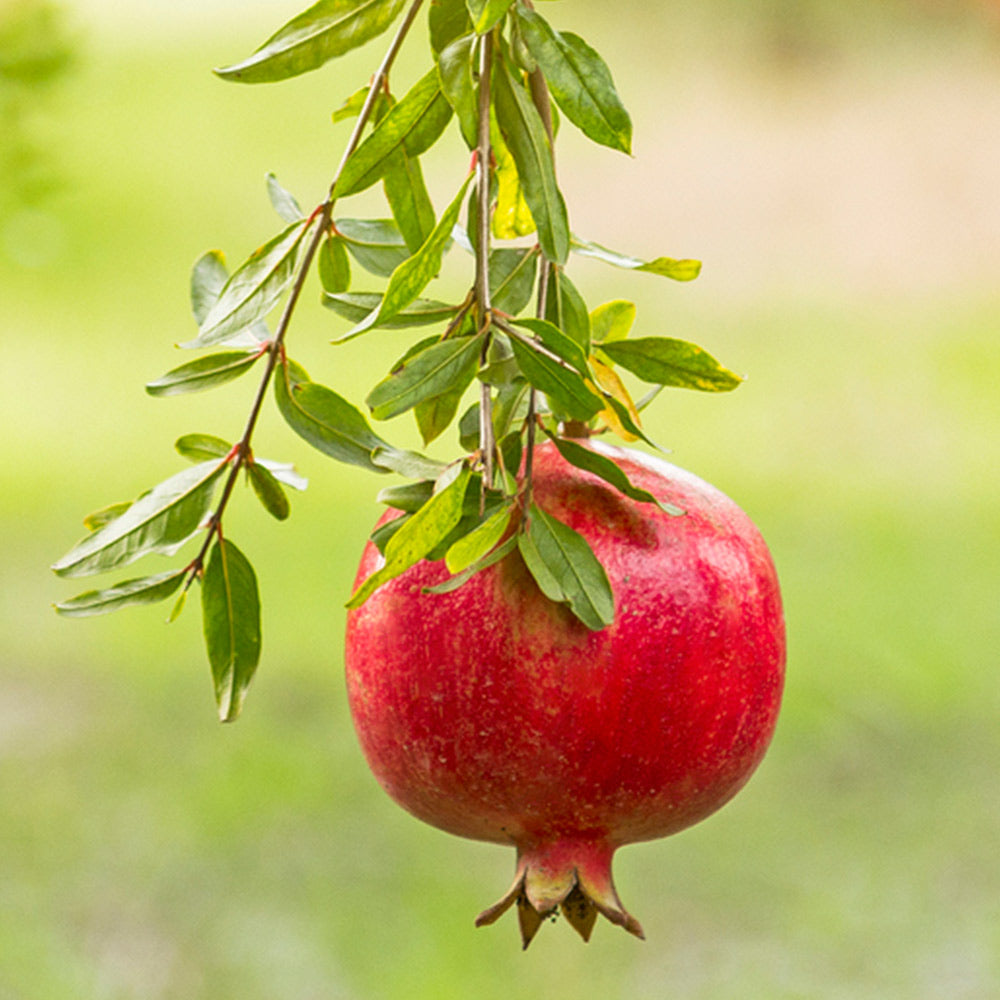 #4 - Red Pomegranate Tree