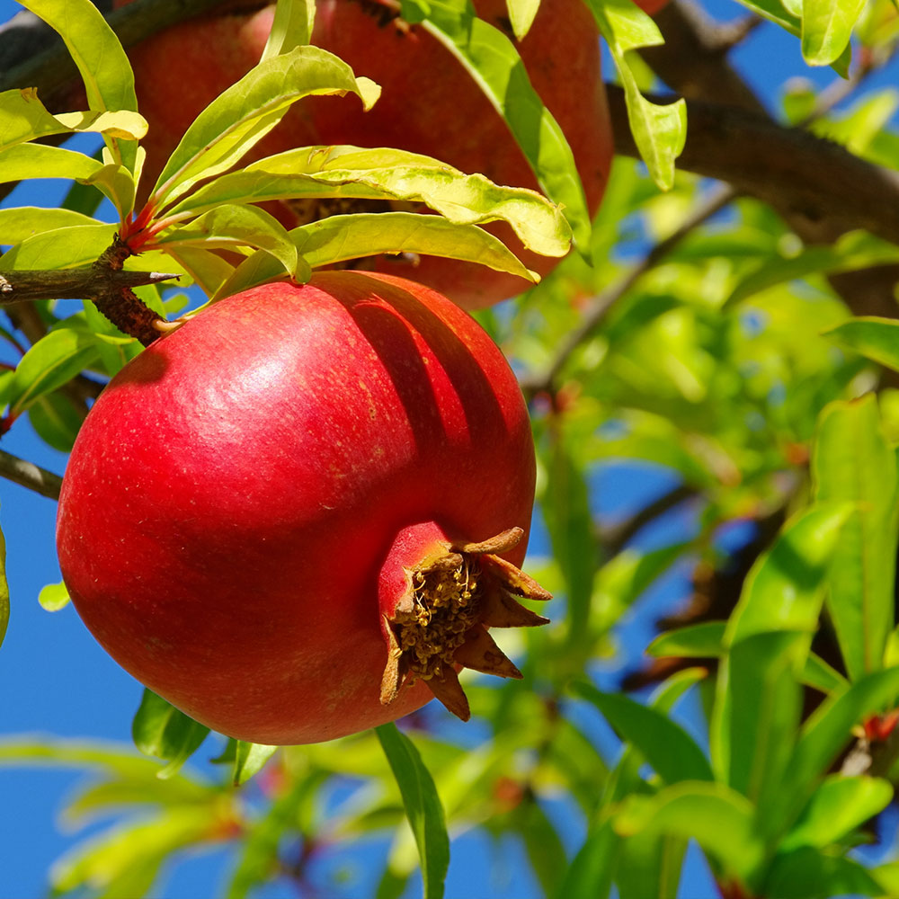 #1 - Red Pomegranate Tree