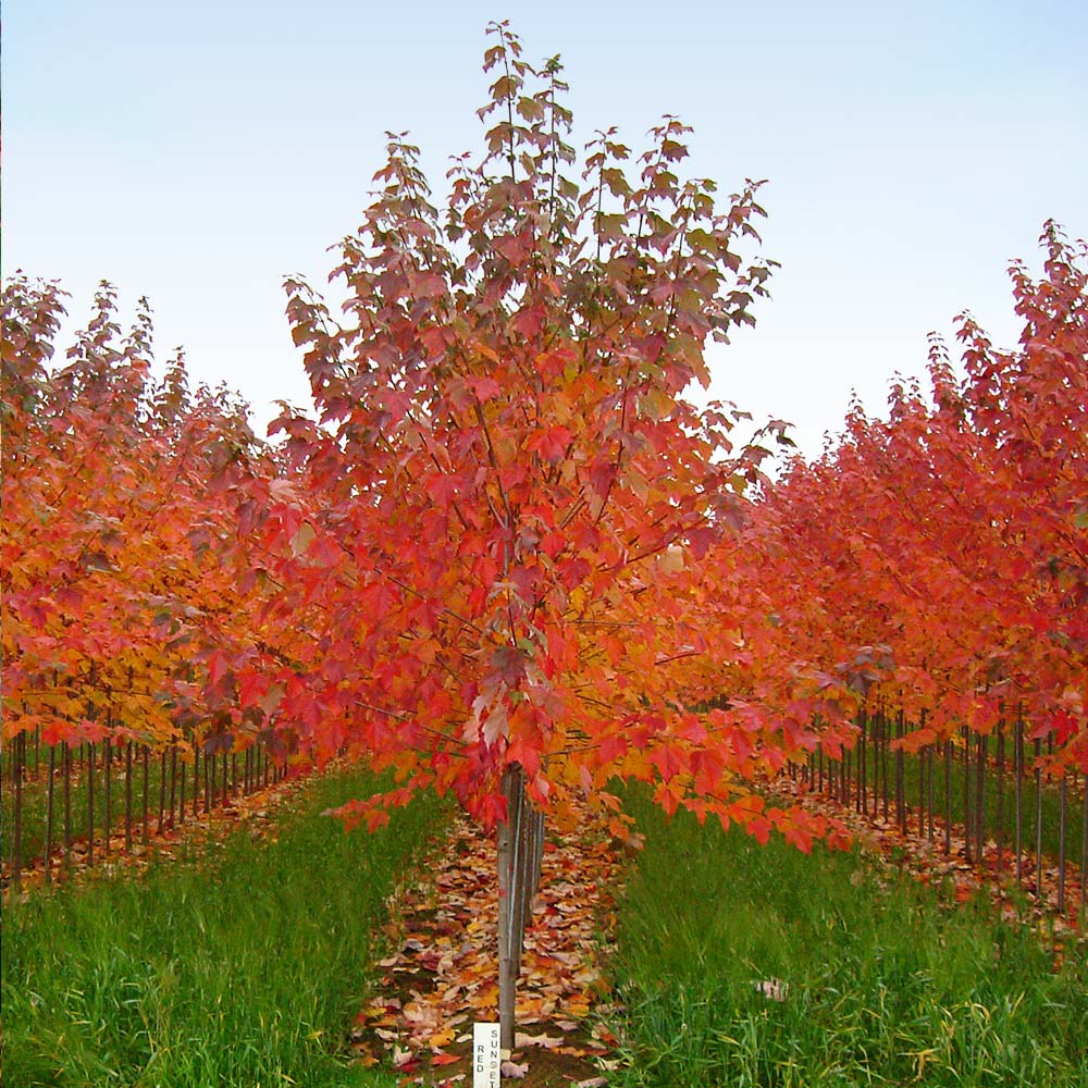 #5 - Red Sunset® Maple Tree