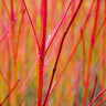 Red Twig Dogwood Shrub