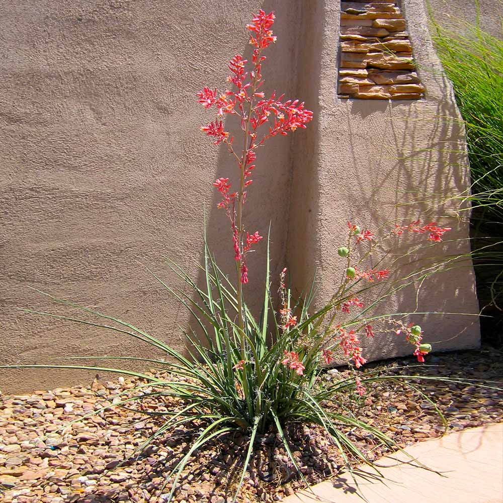 #3 - Red Yucca Plant