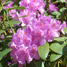 Lavender Rhododendron Shrub