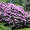 Lavender Rhododendron Shrub