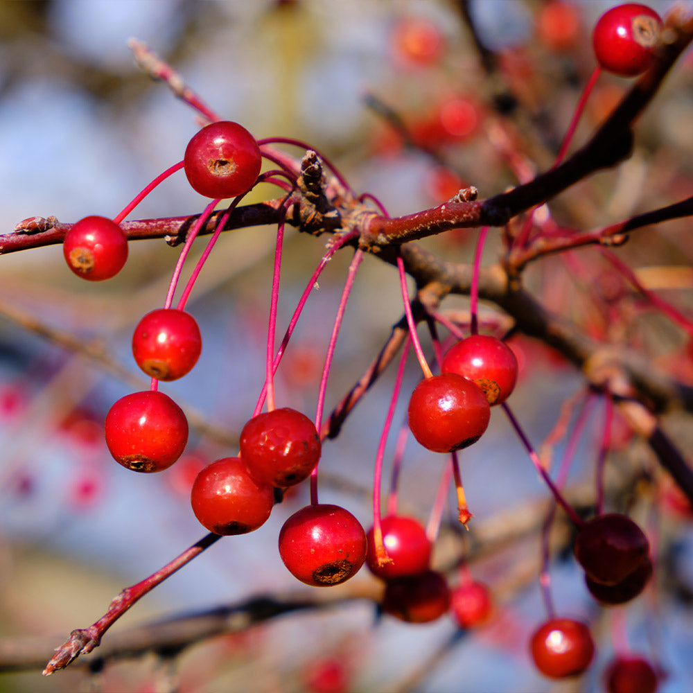 #3 - Robinson Crabapple Tree