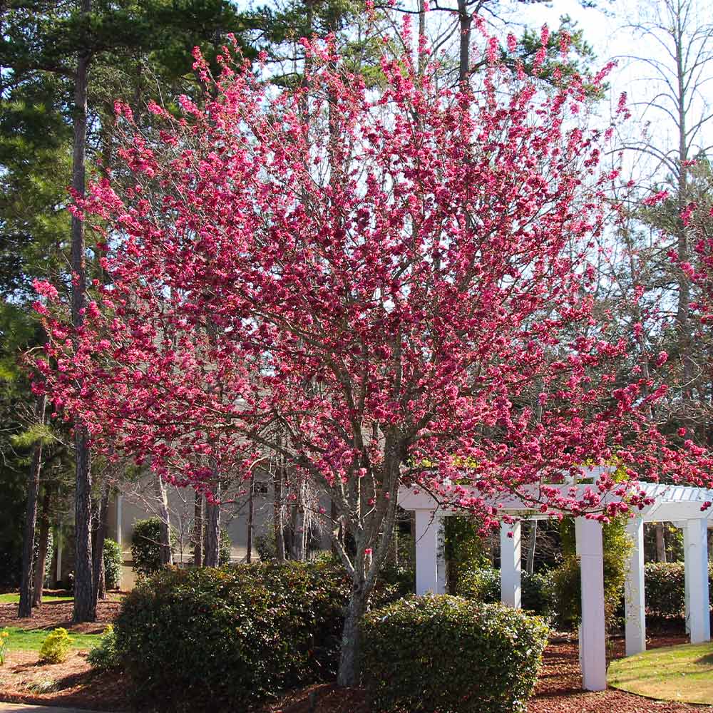 A photo of the Robinson Crabapple Tree