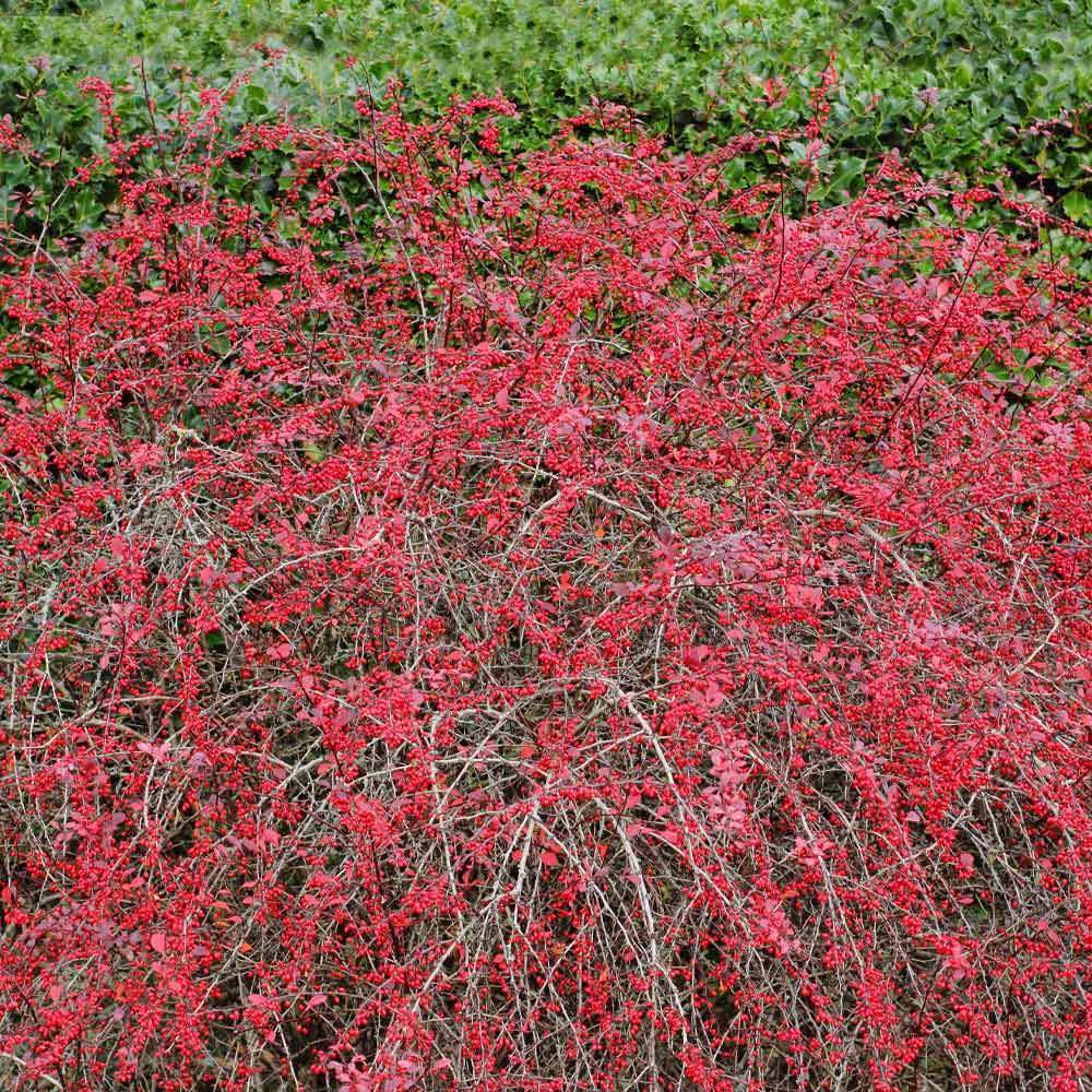 #3 - Rose Glow Barberry Shrub