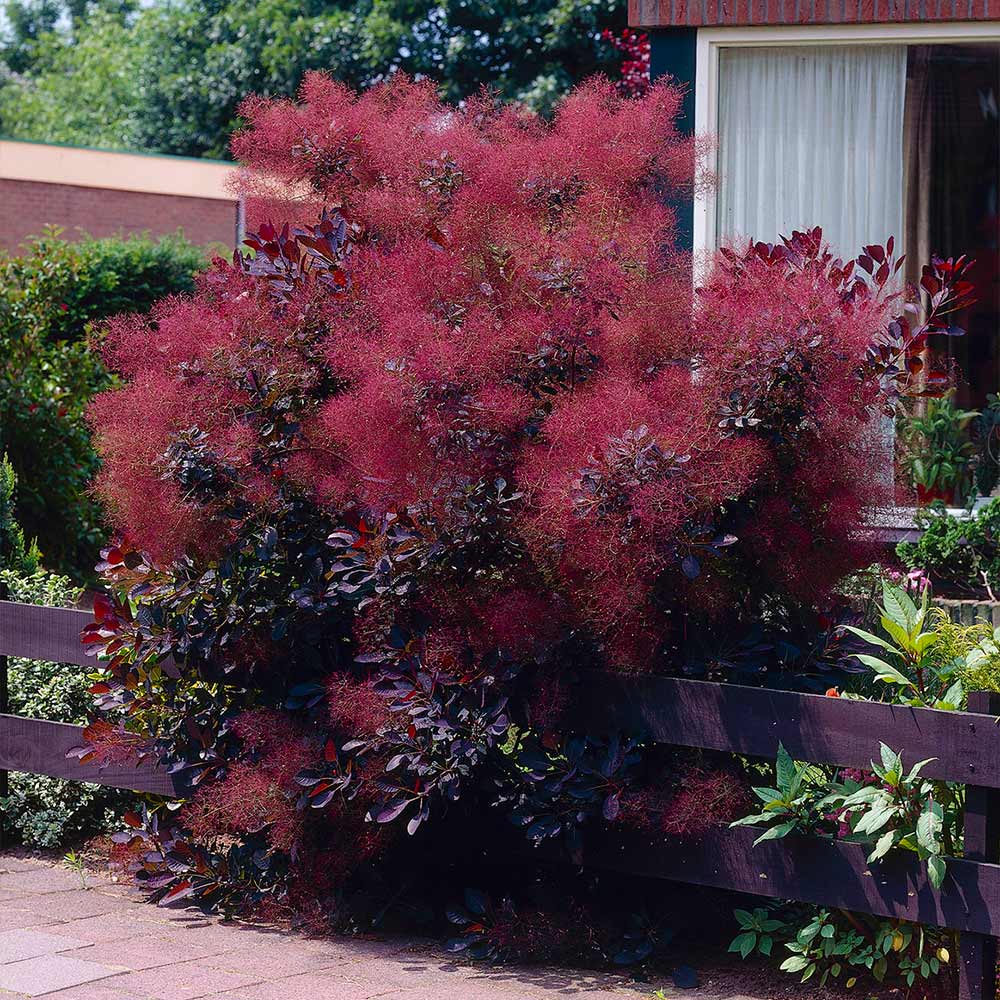 #2 - Royal Purple Smoke Tree