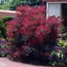 Royal Purple Smoke Tree
